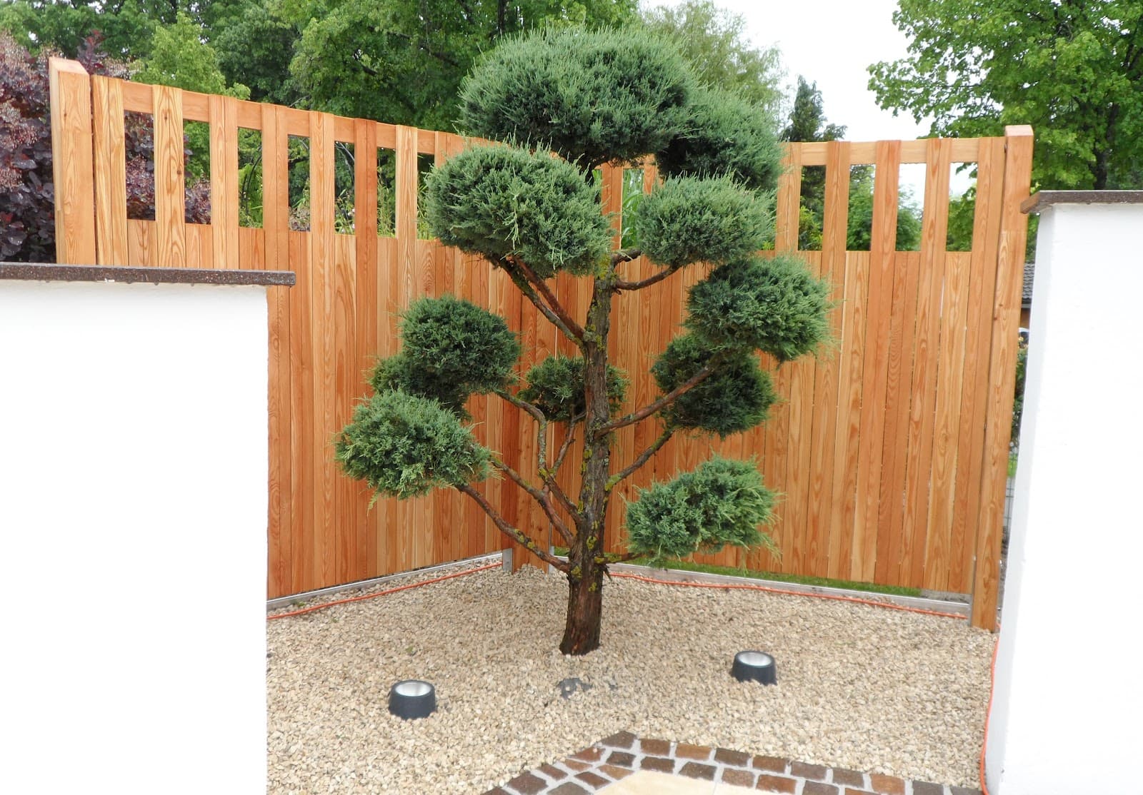 Formschnitt-Gartenbonsai vor Holzzaun auf Kiesfläche